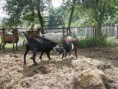/album/farma-bitozeves/farma-bitozeves-16-jpg/